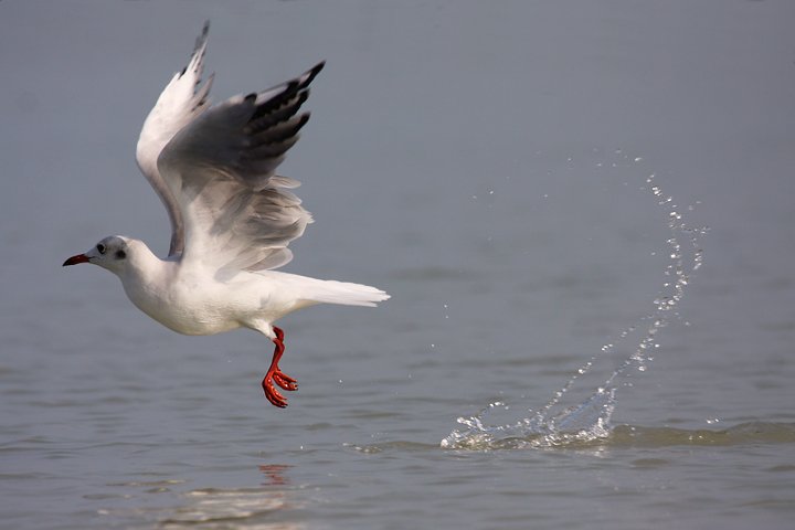 La pesca del gabbiano